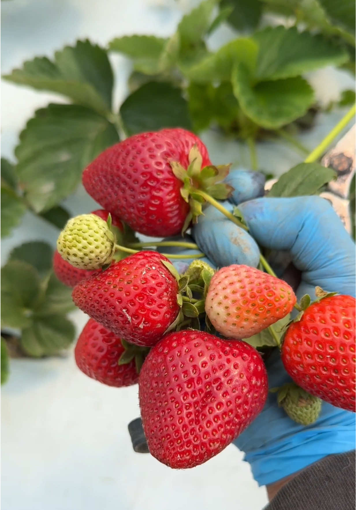 Estamos tirando mucha fresa porque no sirven por eso 🇺🇸🍓😱🧑‍🌾 #campesinos #sueñoamericano #creatorsearchinsights #california #fresa 