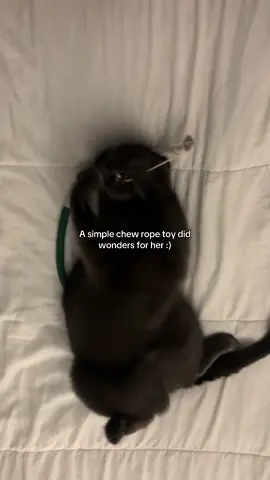 #fyp #cats #cattoys #chewrope 