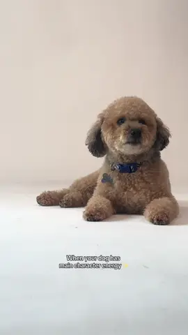 Booked and busy! 📸#dogsoftiktok #photoshoot #model 