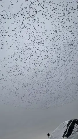 MASSIVE Snow Goose Spin! Follow Truegritff on YouTube for more content #waterfowl #snowgoose #snowgeese #waterfowlhunting #fyp 