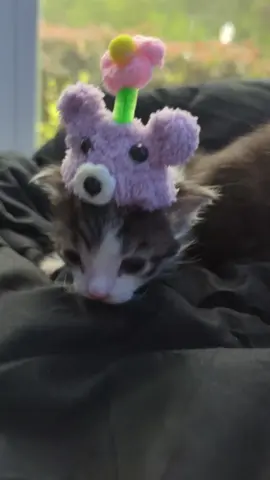 still being dramatic #kittens #catsoftiktok #444 #silly #hat 