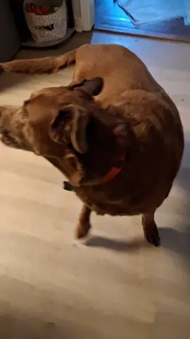 #funnydog 