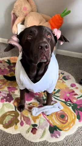 Dobby is free 🧦  #dogsoftiktok #cutedogs #dobbythehouseelf #dobby #harrypotter 