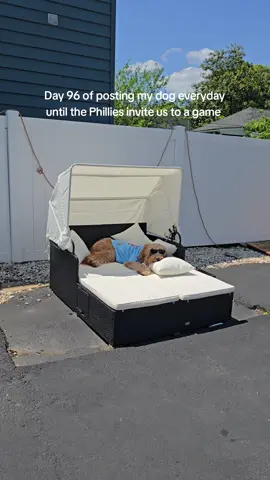 what if I told you the phils are undefeated when im in attendance @Phillies  #phillydog #goldendoodle #dog #puppy #lokislayz 