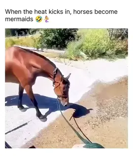 “THERE’S A HORSE IN THE WATERRR” 😂 #foryou #fypシ #foryoupage #fyp #fypシ゚viral 