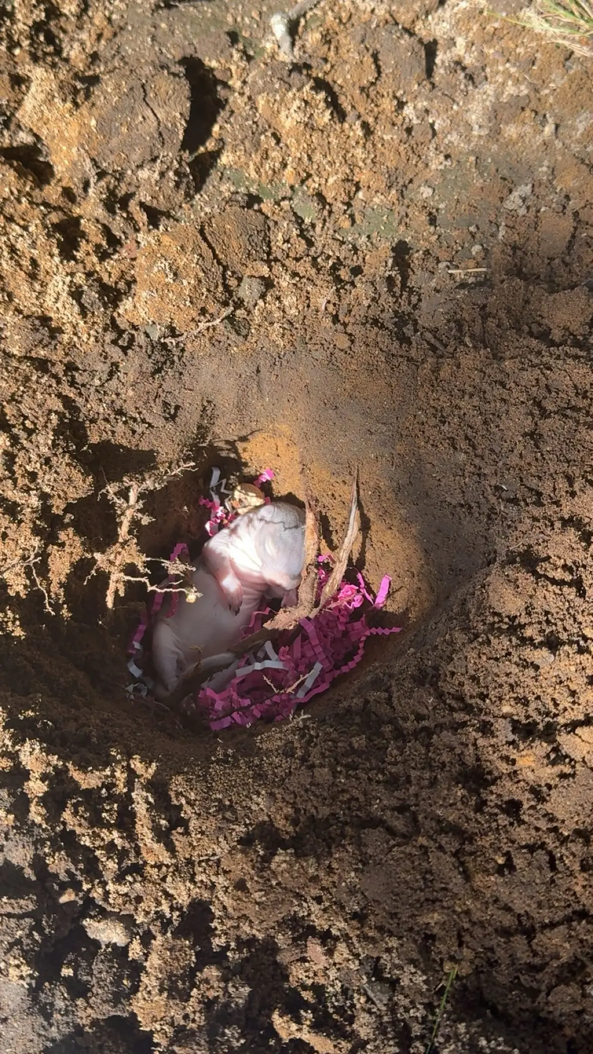 you would’ve lived forever. for Oakley 🌰 dear Oakley, though your time here was brief, you were loved and cared for by many. touched hearts of many. may the trees above shelter you, the earth beneath comfort you, and the sky carry your spirit freely. rest peacefully, little one. the bird family. 🙏🏾🤍
