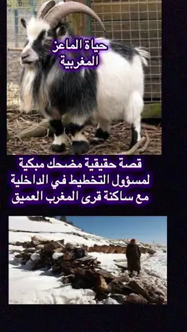 حياة الماعز المغربية   #الماعز #المغرب #الداخلية #الشعب_الصيني_ماله_حل😂😂 