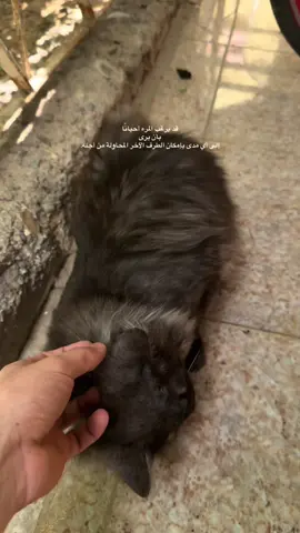 قد يرغب المرء أحيانًا  ‏بأن يرى  ‏إلى أي مدى بإمكان الطرف الآخر المحاولة من أجله. #explore #foryoupage #foryou #dccomics 
