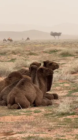 #عبدالكريم_عبدالقادر 