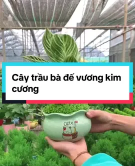 Cây trầu bà đế vương kim cương #trauba #cayphongthuy #LearnOnTikTok 