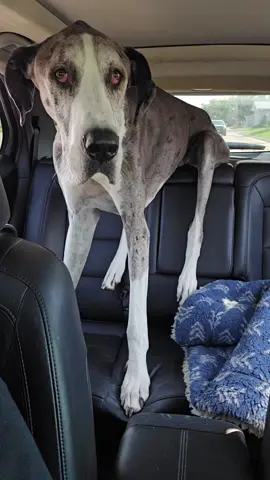 anyone else have a dog that rides on the seat 🤣 #greatdane #dogsoftiktok #carride 