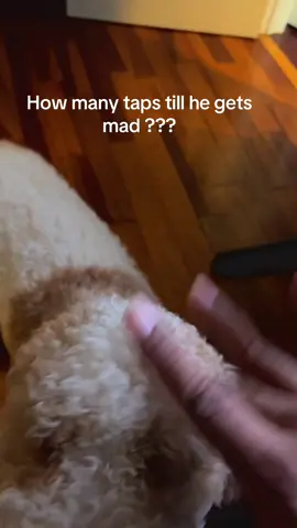 #doggy 