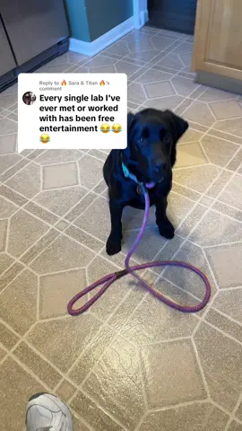 Replying to @🔥 Sara & Titan 🔥 I never post work dogs on this account so you goobers better not make me regret it. For context, this is day two for this puppy. No, I’m not giving her formal cues yet because at this stage in the game, I prefer it to be their own idea. Yes, she is wearing a lead so I can intervene if she gets too rowdy with my very tiny dog or my cats. Most dogs I work with I don’t even drop the lead for a week for the safety of my animals. Her? No problem. Because she’s a lab. And a nice one. It’s going to be a lovely month working with her. 