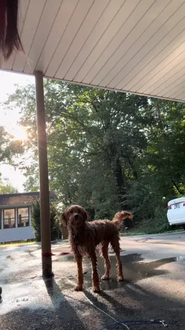 Drying up #tiktokscenestealercontest #creatorsearchinsights #dog 