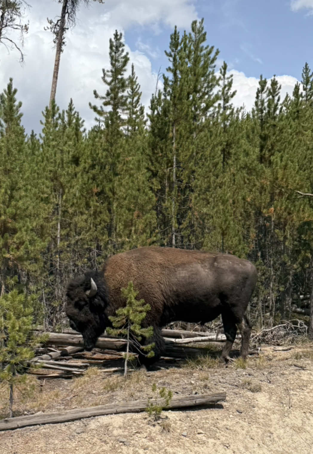 I wish i was filming the lady who ran up to our car who yelled at me to go around 🤔 🤭 #yellowstone #buffalo #nature 