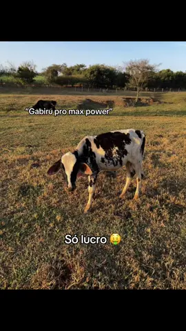 #gabirupromax #foryoupage #bizerro #cowboy #coutry 
