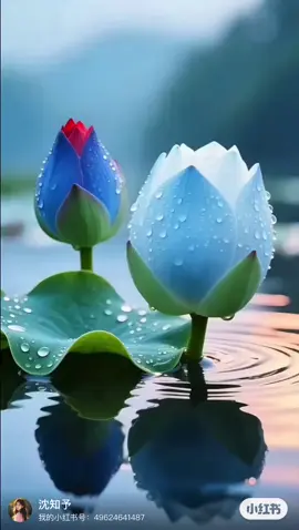 Chào buổi sáng #sen #cuocsong #suyngam #chaongaymoi 