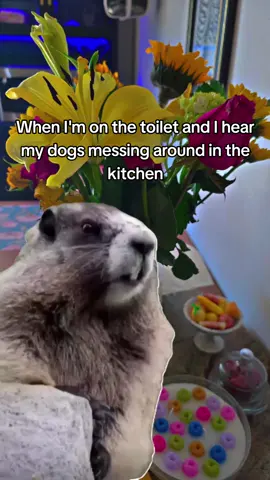 #Meme #MemeCut #CapCut #dogs #funny 