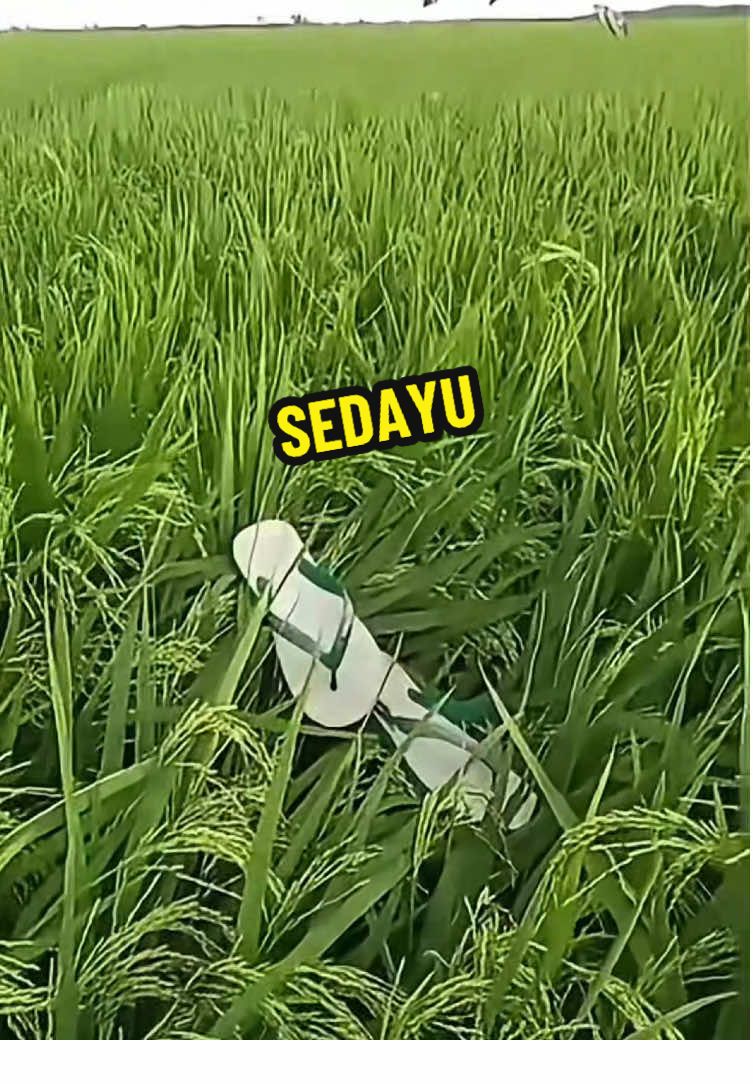 Sedayu masih mendayu dayu FULL AQ GREEN #kangbayu #agriculture #petaniindonesia🇮🇩🇮🇩🇮🇩🌿🌿 #AQGREEN #AQUAGREEN 