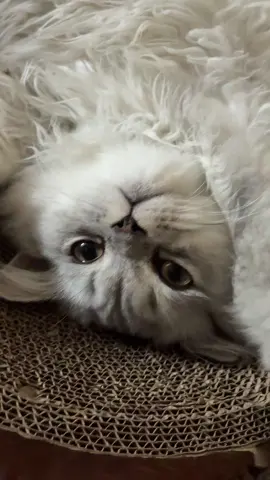 El compa benny the Persian cat #fyp #parati #humor #comedia #persiancat 
