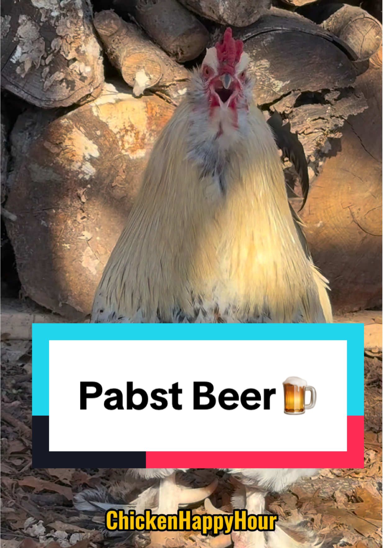 all Frankie heard was Pabst Beer & Men on Pause 🤣 #chickens #funnyanimals #menopause #jokes #chickenhappyhour audio @🏆🫛🫛Breck Frazure🫛🫛🏆 🔥 