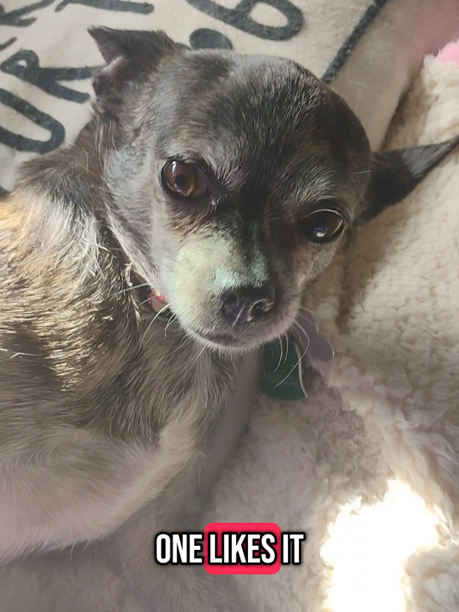 #chihuahuastiktok #dogmom #cutedog #dogsoftiktok #PetsOfTikTok 