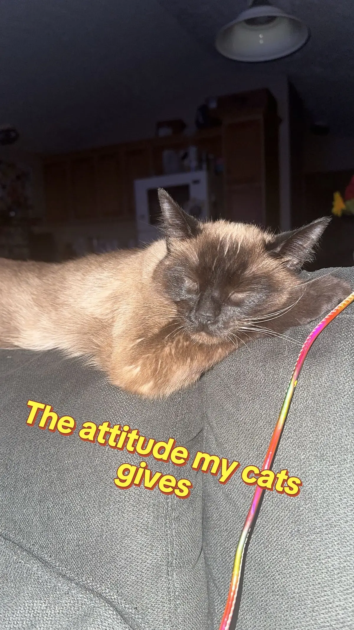 She give big Scar energy #siamesecat #foryou 