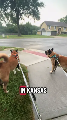 #dog #crazydriver #bigdog #DogTraining #Running #tracfic