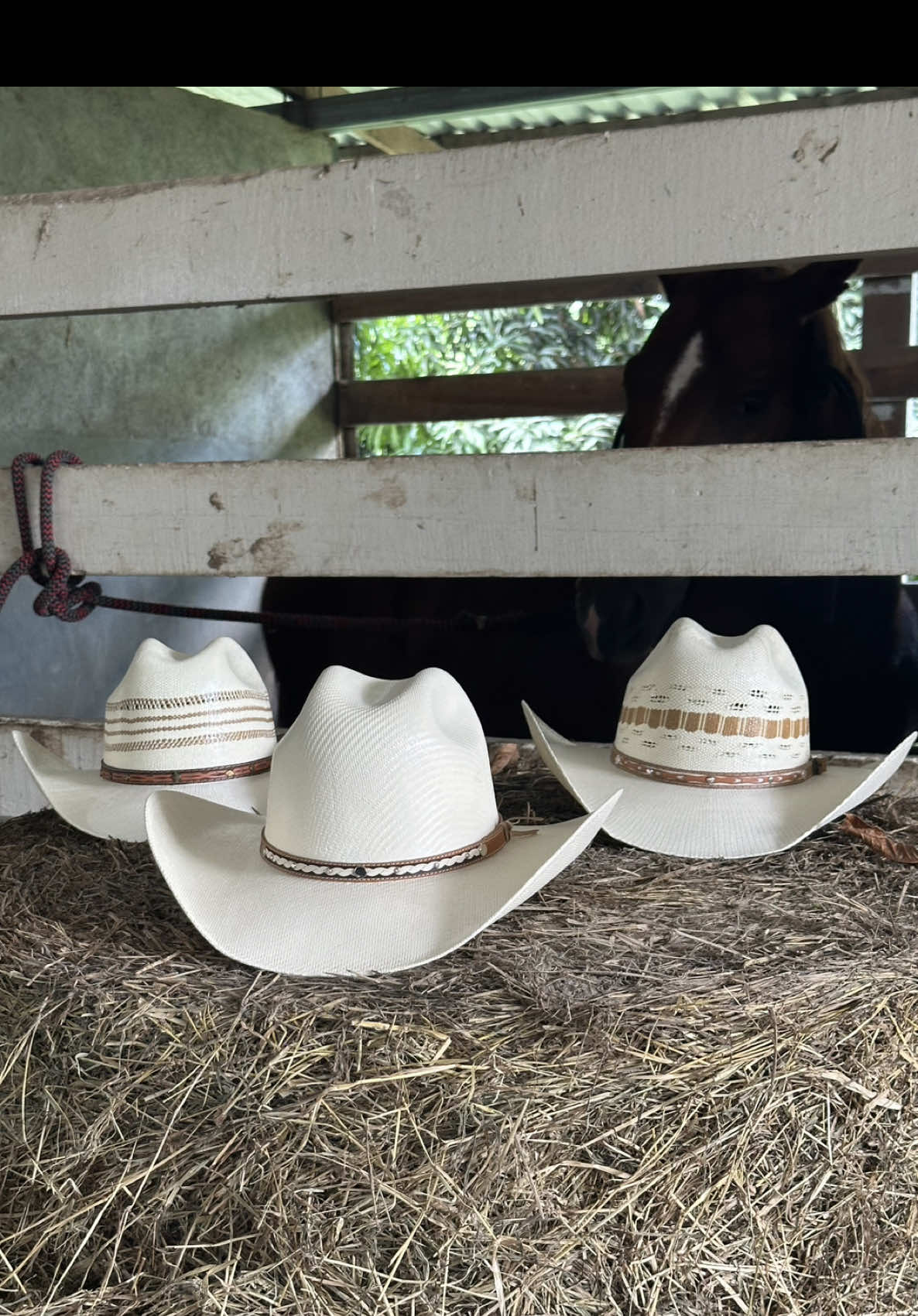 Adquirí el tuyo ya! 🤠🤩 , escríbenos al 8738-1481 o compra en nuestra website: westernrodeohn.kyte.site🛒#fyp #sombreros #honduras #ferias #src