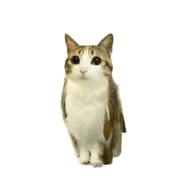 Meowl:( #meowl #fy #fyp