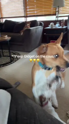 #fyp #dogsoftiktok #chihuahua #dogmom #lol 