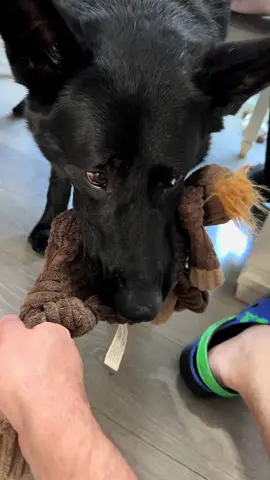 Me & my Moose 🫎 buddy #k9 #k9joker #k9softiktok #fypシ #fyp