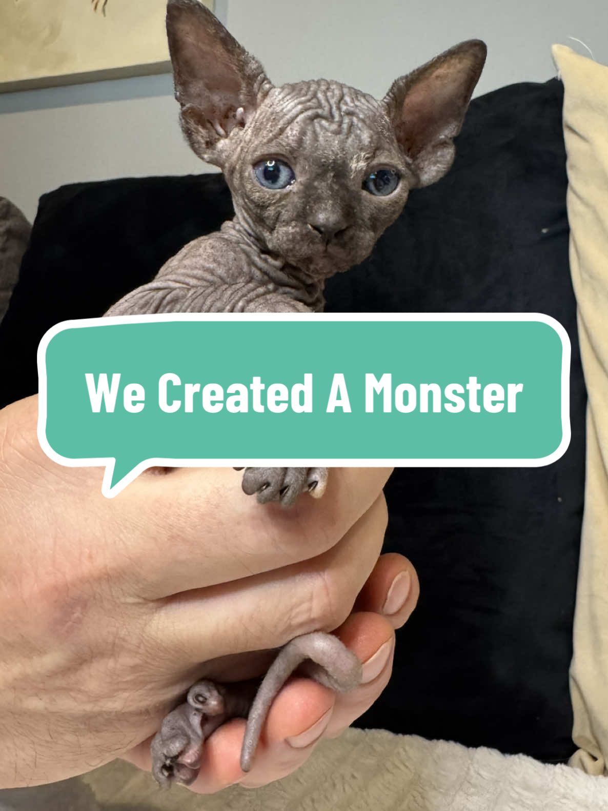 7-week-old Vera is officially unstoppable! 🐾 She’s got her eyes locked on the prize and isn’t letting up for a second. It doesn’t stand a chance against her tiny but mighty zoomies. Shake it to the max and watch her take over the playroom! 🎶✨ #fyp #viral #trending #sphynx #tiktok 