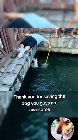 Thank you for saving the dog you guys are awesome#dog #dogsoftiktok #animal #fyp 
