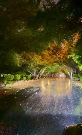 أمطار غابة سقام نجران #نجران #foryou #اكسبلورexplore #capcut #viral  @ابو حمد 