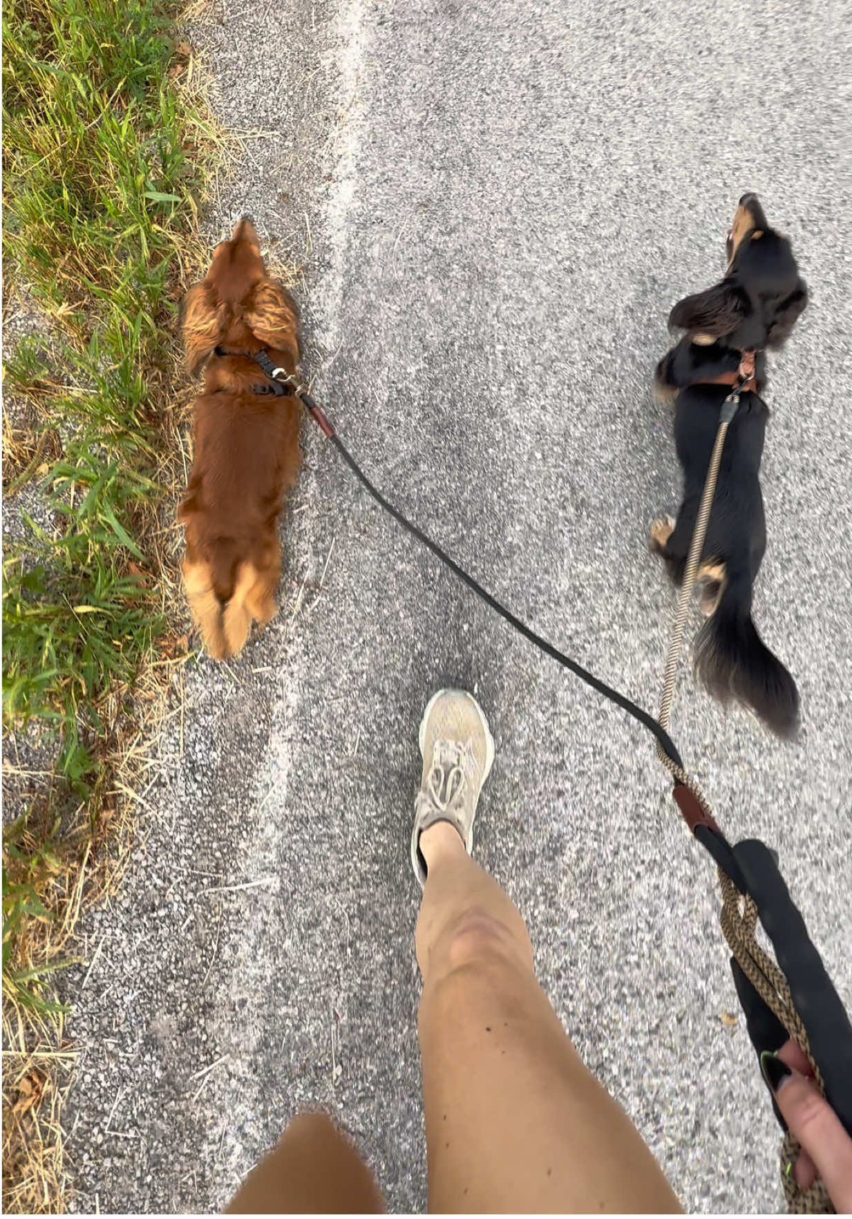 my fav #doxiesoftiktok #daschund #fyp #walk #dogsoftiktok 