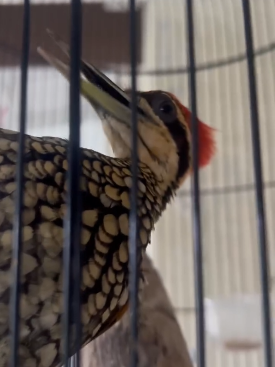 pelatuk bawang #kicaumania #kicaumanianusantara #kicaumaniaindonesia #burung #masteranburung 