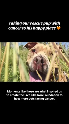 August 21, 2015: Prairie Wolf Dog Park was pure magic for Roo. He made new friends, dove headfirst into the mud, splashed through the water, and for those few hours he was just a dog living his best life. (Naturally followed by a McDonald's burger and cuddles.) Moments like these are everything. Watching your best friend light up with unrestrained joy, feeling their happiness spill over into your own… this is what it means to Live Like Roo. 🧡 #chicagodog #dogpark #dogswimming #happydog #dogsbestlife 