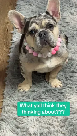 I would give my last penny to know what she’s thinking about #dog #frenchie #dogsoftiktok #frenchbulldog #fyp 