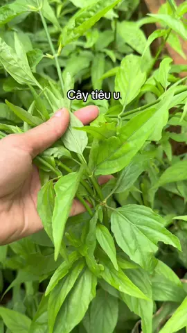 Cây xương khỉ tiêu u ngừa K rất tốt#baithuocdangian #baithuochay #thaoduocthiennhien #thuocnamsuckhoe #lieulaocai #thaoduocdantoc #baithuocgiatruyen #thaoduoctaybac #tieuu #cayxuongkhi #caybimbip 