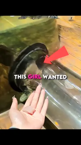 when otter want a treat #nature #naturelove #fyp #fypシ #foryoupage 