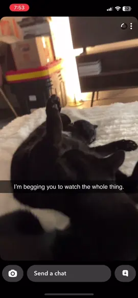 Noooo nononoooo omg. Truly shameful behavior from my sons #catsoftiktok 