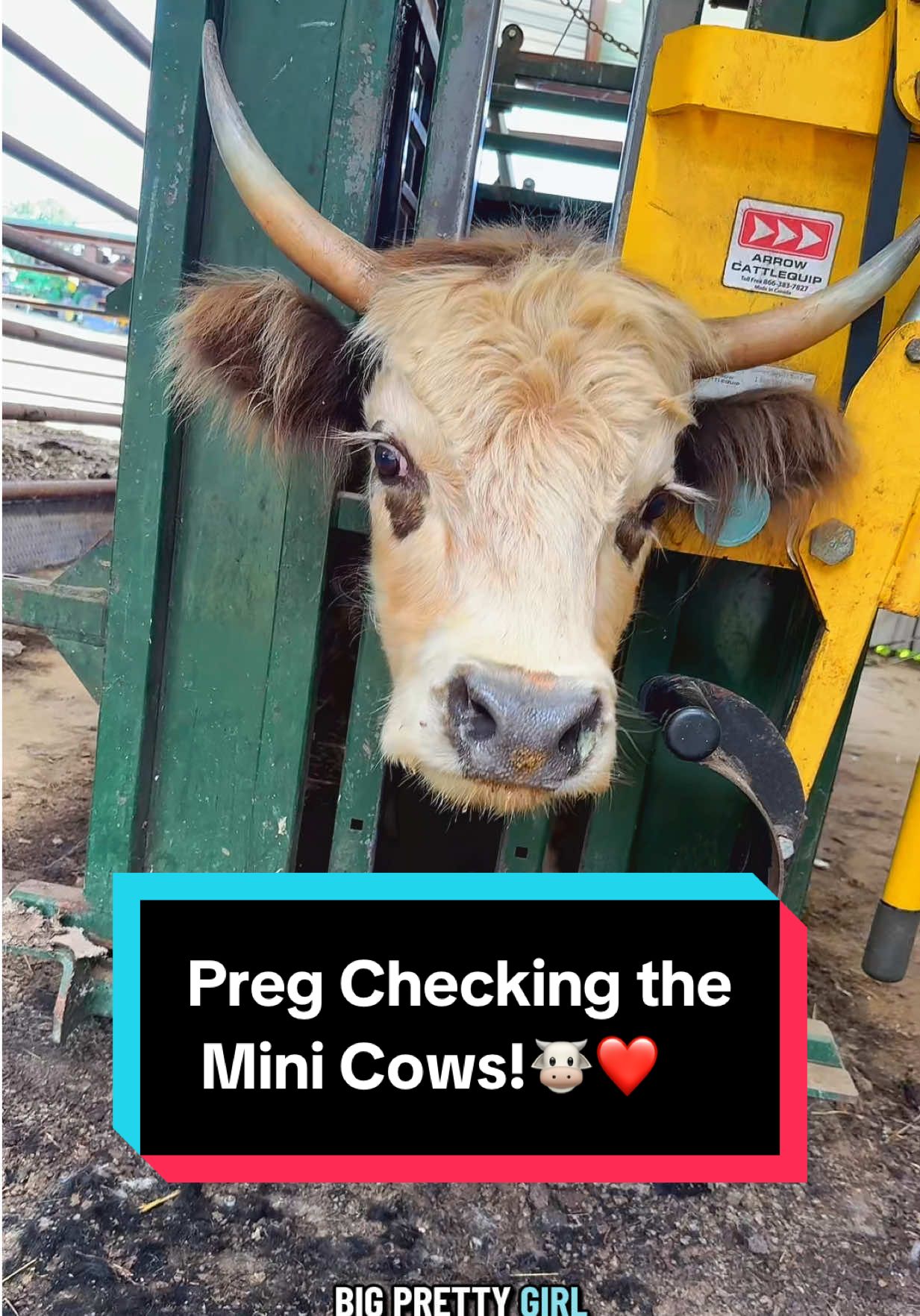 Preg checking the mini cows!🐮❤️ #minicows #poppyandpetunia #pregchecking #minicowsoftiktok 