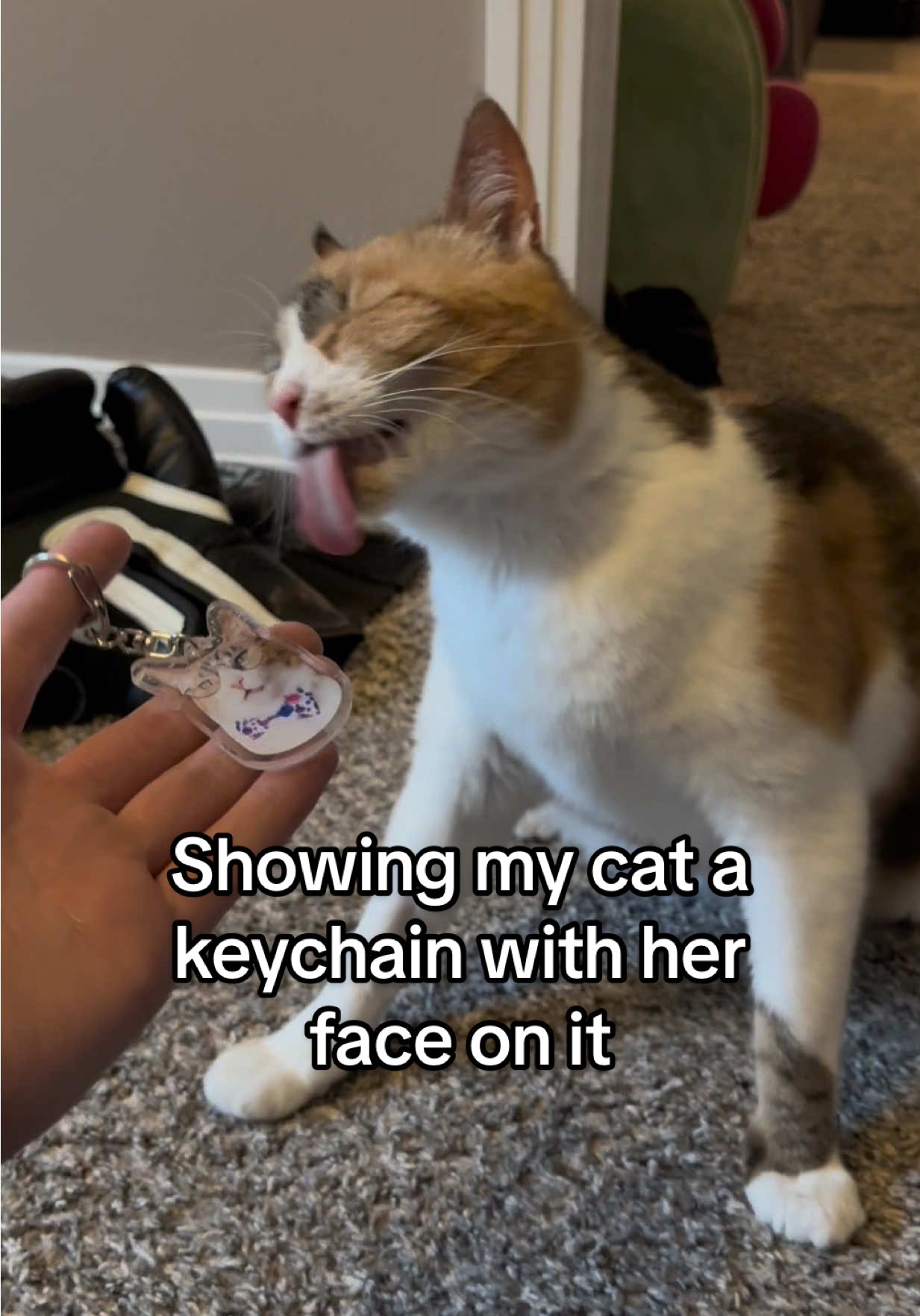 Seeing double 👀 #wobblycat #cerebellarhypoplasia #calico #cutecatsoftiktok #catsoftiktok 