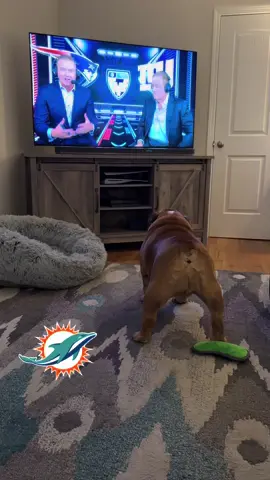 When you grow up in a Dolphin house you learn to hate the Patriots logo. 🤣🐶#dogsoftiktok #nfl#thursdaynightfootball #miamidolphins 