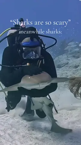 literally sea puppies #SHARKS #sharksoftiktok #fypシ゚viral #fyp #ilovesharks 