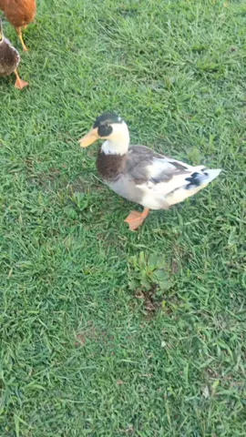 blurb #fyp #porknbean05 #duck #fypシ゚viral 