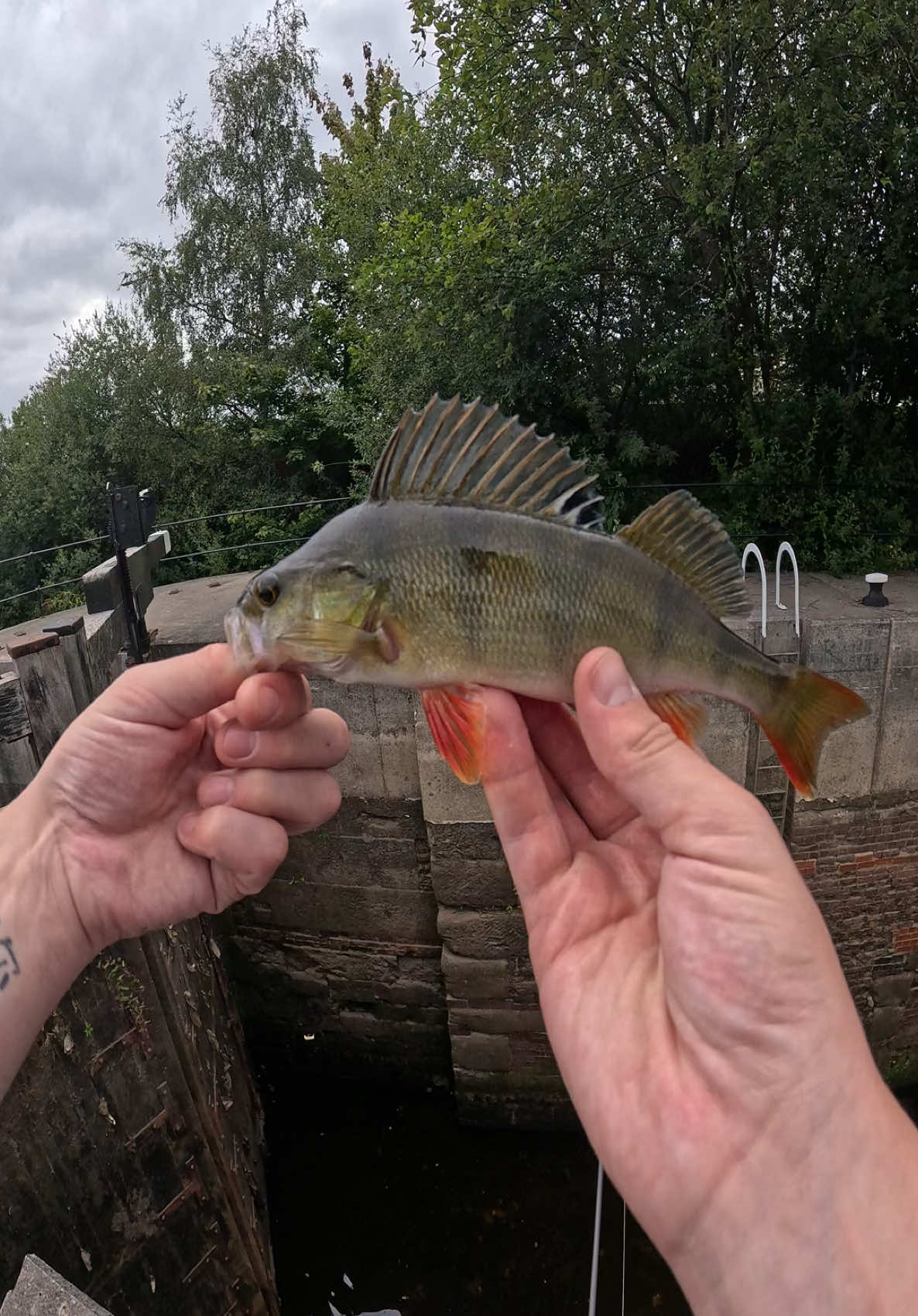 Perch are loving the @Harmony Baits grub lures!😍#fishing #fishinglife #fishingtiktoks #harmonybaits #perch #canal #fisherman 