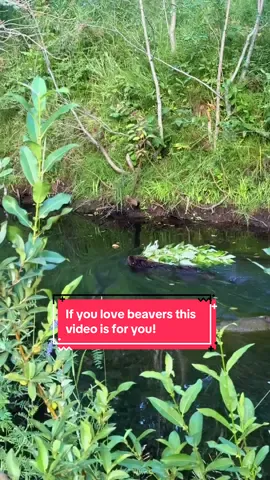 Got to watch these beaver from a distance for a long time! My daughters favorite animal!  #nature #beavers #beaverriver #beaver #explorecanada 