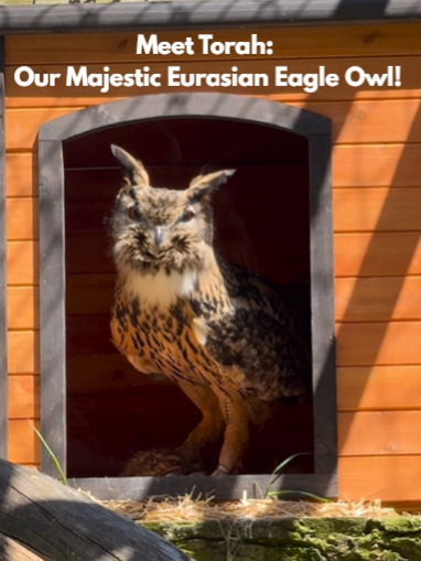 Meet Torah: Our Majestic Eurasian Eagle Owl! 🦉✨ Experience the enchanting presence of Torah, our stunning Eurasian Eagle Owl, as she basks in the warm glow of a sunny day in the Pacific Northwest. Her majestic wings spread wide, Torah captivates all who encounter her with her grace and beauty. Immerse yourself in the soothing sounds of nature as Torah shares her unique calls with us. Her vocalizations echo through the sanctuary, offering a rare and mesmerizing experience for all wildlife enthusiasts. Torah is more than just a beautiful owl; she represents the importance of rescue centers that provide a safe haven for birds of prey. Her presence at our sanctuary highlights the crucial work done by these centers to care for and support these magnificent creatures. Your support ensures that Torah continues to thrive in a safe and nurturing environment. Join our community and learn more about how you can make a difference in the lives of animals like Torah. Visit our page to discover exciting ways to get involved and support our mission. Together, let's celebrate and support the incredible wildlife that enriches our world. #owl #beautifulanimals #EurasianEagleOwl #WildlifeRescue  #PNWBeauty